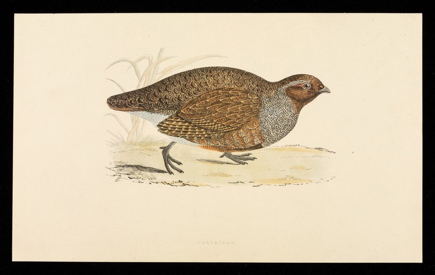 Beconase (beclomethasone dipropionate BP), nasal spray : partridge.
