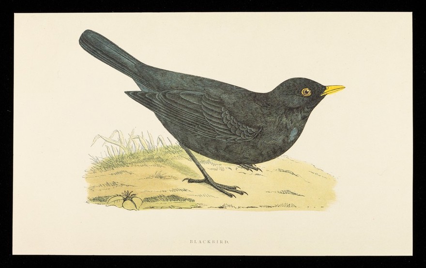 Beconase (beclomethasone dipropionate BP), nasal spray : blackbird.