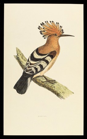 Becotide (beclomethasone dipropionate BP), inhaler and rotacaps : hoopoe.