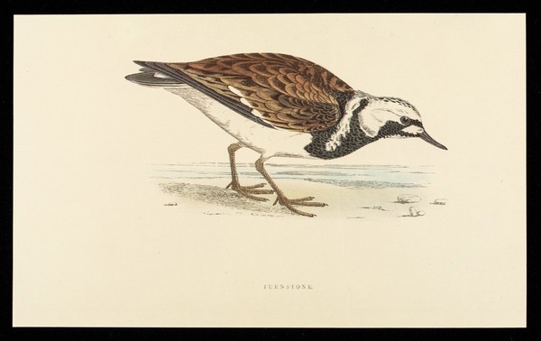 Becotide (beclomethasone dipropionate BP), inhaler and rotacaps : turnstone.