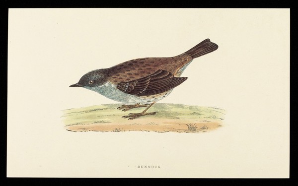 Becotide (beclomethasone dipropionate BP), inhaler and rotacaps : dunnock.