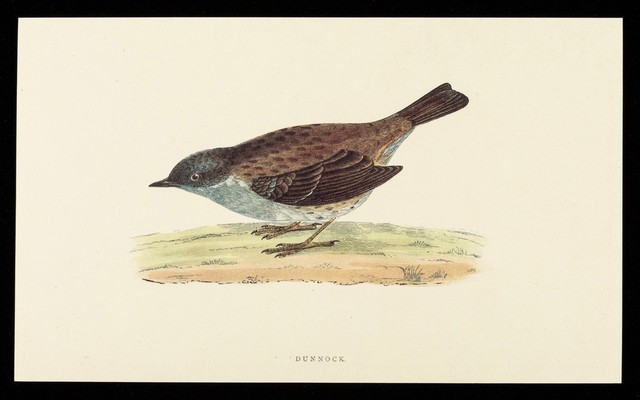 digitised image 1