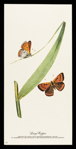 Choledyl : large copper.