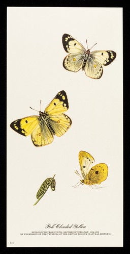Choledyl : pale clouded yellow.