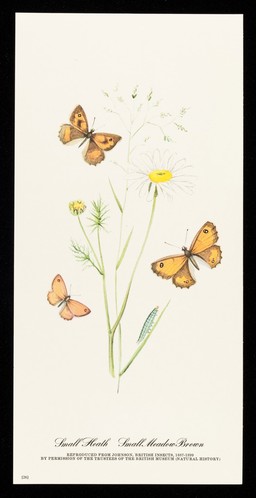 Choledyl : small heath, small meadow brown.