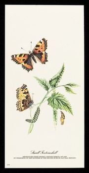 Choledyl : small tortoiseshell.