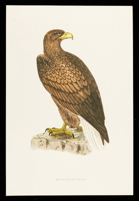 Dequadin lozenges : white-tailed eagle.