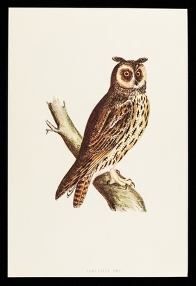 Dequadin paint : long-eared owl.