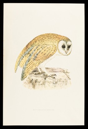 Dequadin paint : white-breasted barn owl.