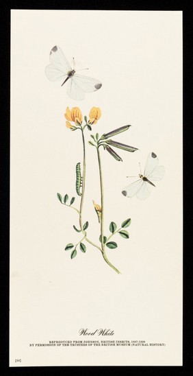 Ethnine Piriex : wood white.