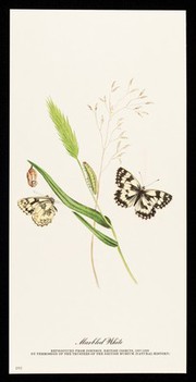 Fentazin : marbled white.