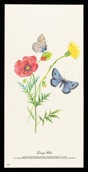 Fentazin : large blue.