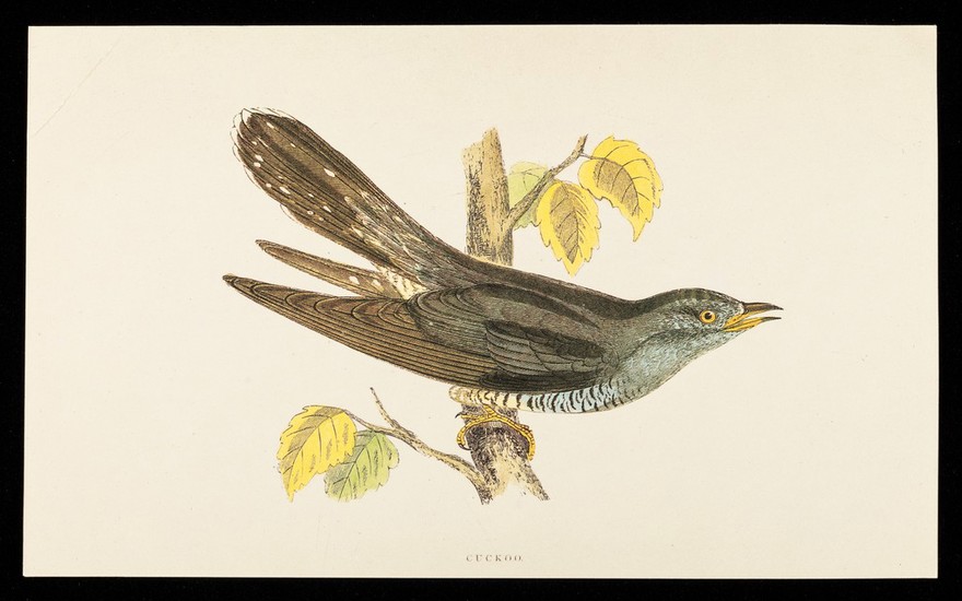 Fentazin : cuckoo.