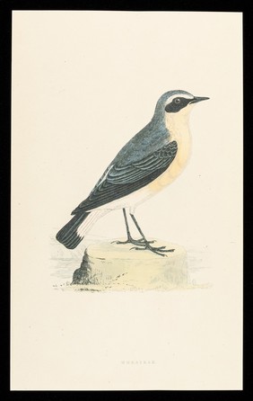 Fentazin : wheatear.