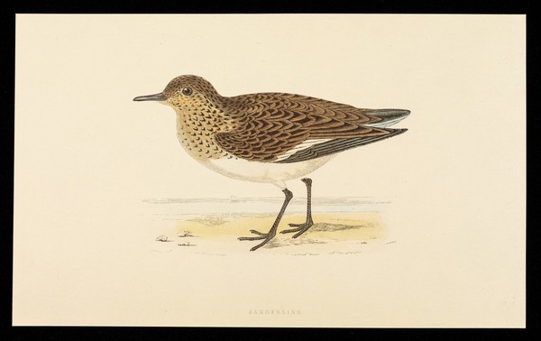 Fentazin : sanderling.