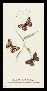 Piriton a potent antihistamine with a wide safety margin and minimal sedative effects : speckled wood ; wall ; ringlet.