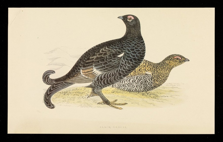 Piriton symptomatic control of all allergic conditions responsive to antihistamines : black grouse.