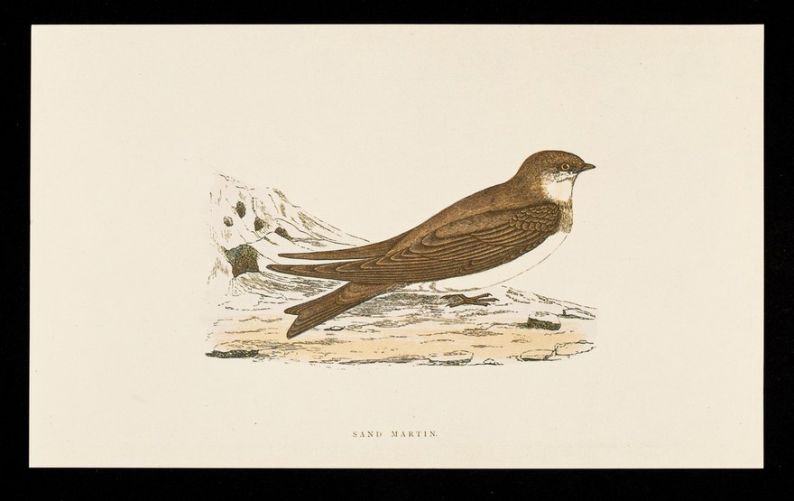 Propaderm cream, ointment and lotion : sand martin.