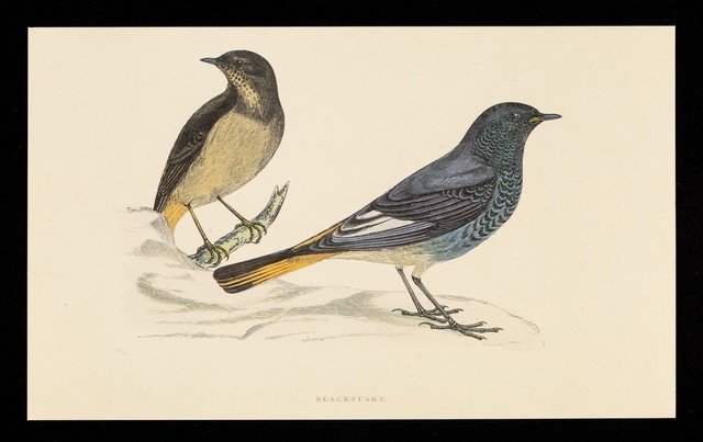 digitised image 1