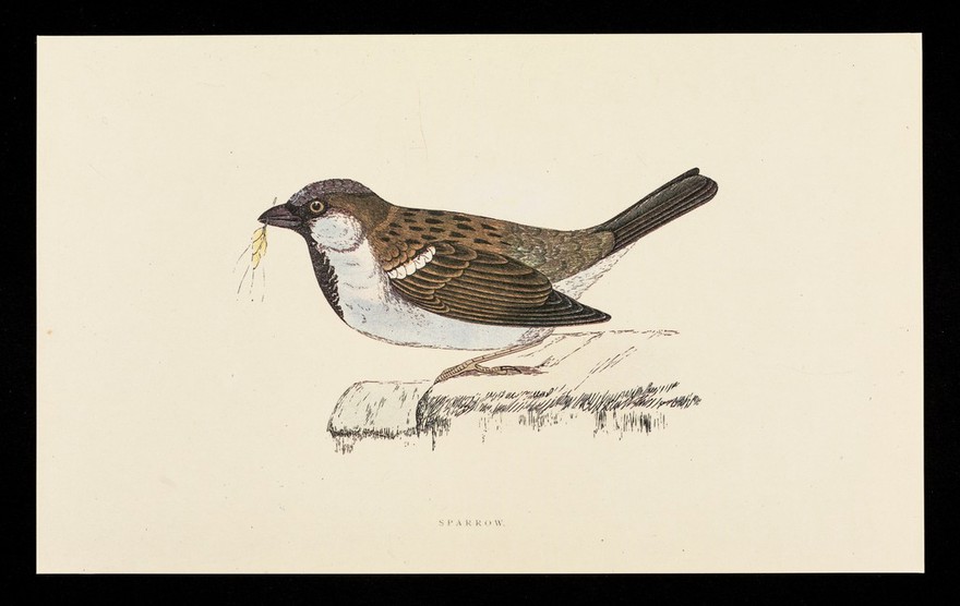 Trandate tablets : sparrow.