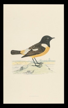 Trandate tablets : stonechat.