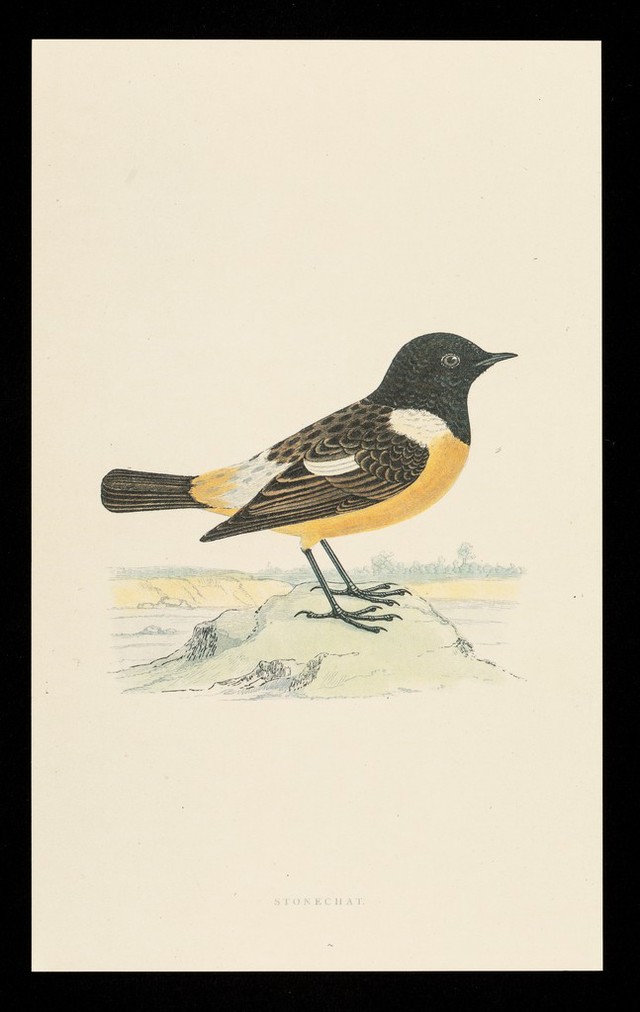 digitised image 1