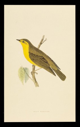 Trandate tablets : wood warbler.