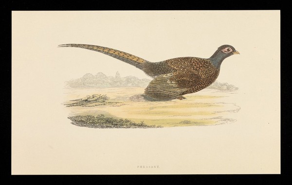 Trandate tablets : pheasant.