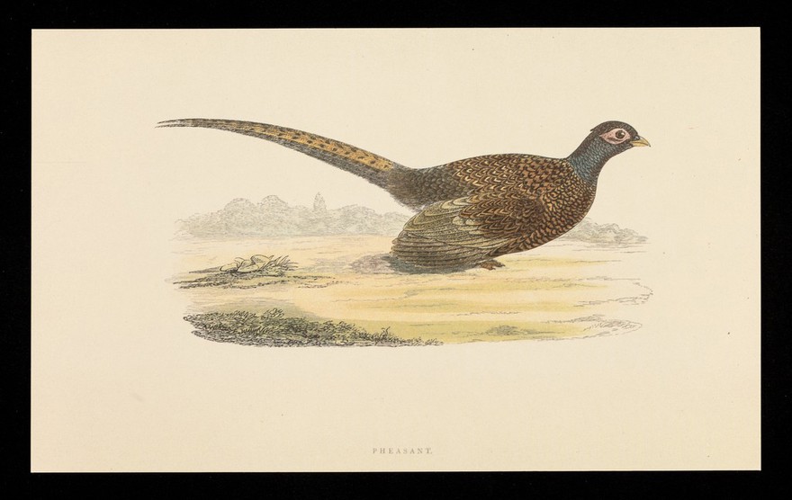 Trandate tablets : pheasant.