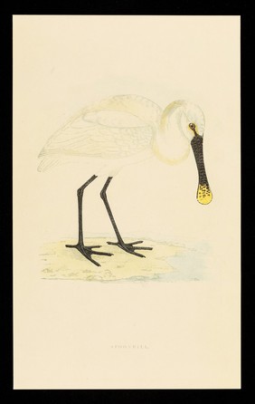 Trandate tablets : spoonbill.