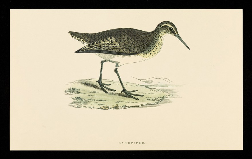 Trandate tablets : sandpiper.