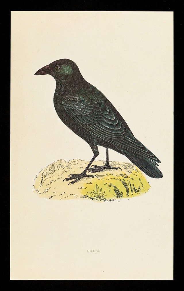 digitised image 1