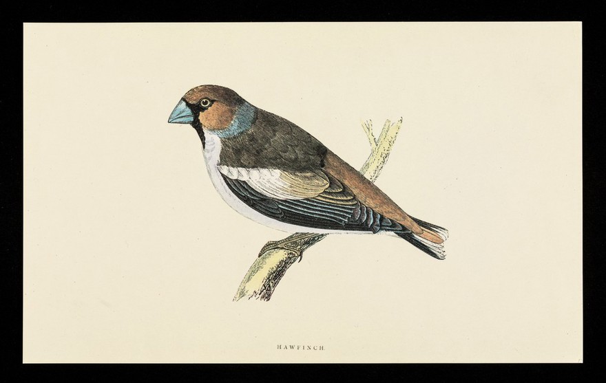 Triptafen : hawfinch.