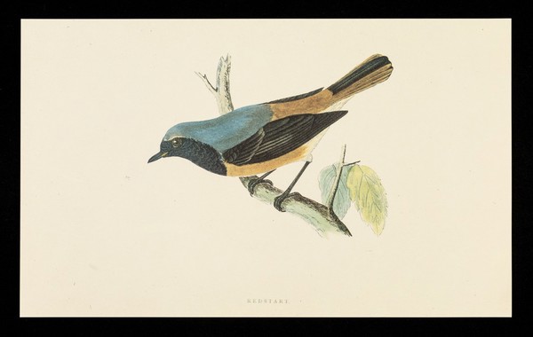 Triptafen : redstart.