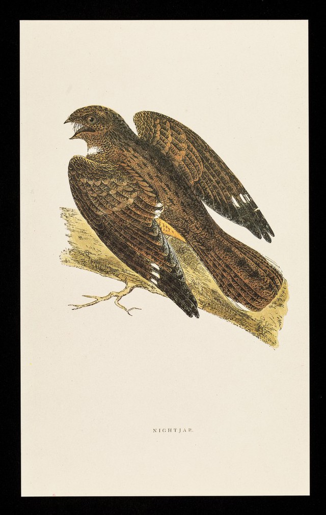 digitised image 1