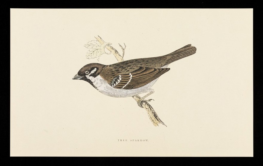 Ventolin rotacaps and rotahaler : tree sparrow.