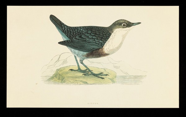 Ventolin rotacaps and rotahaler : dipper.