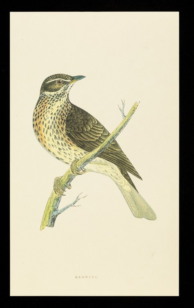 digitised image 1