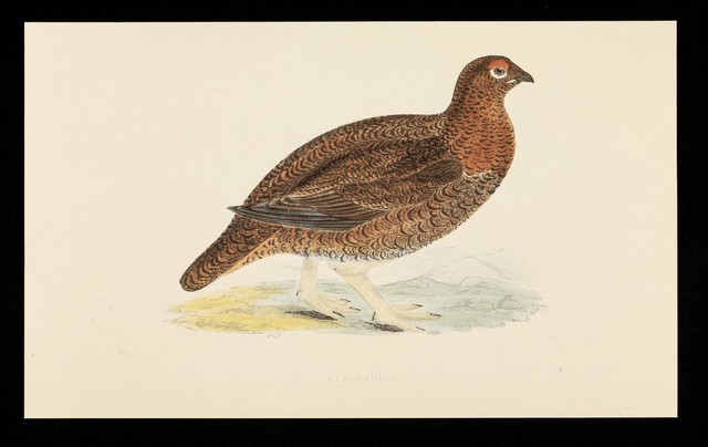 Ventolin inhaler and rotacaps : red grouse.