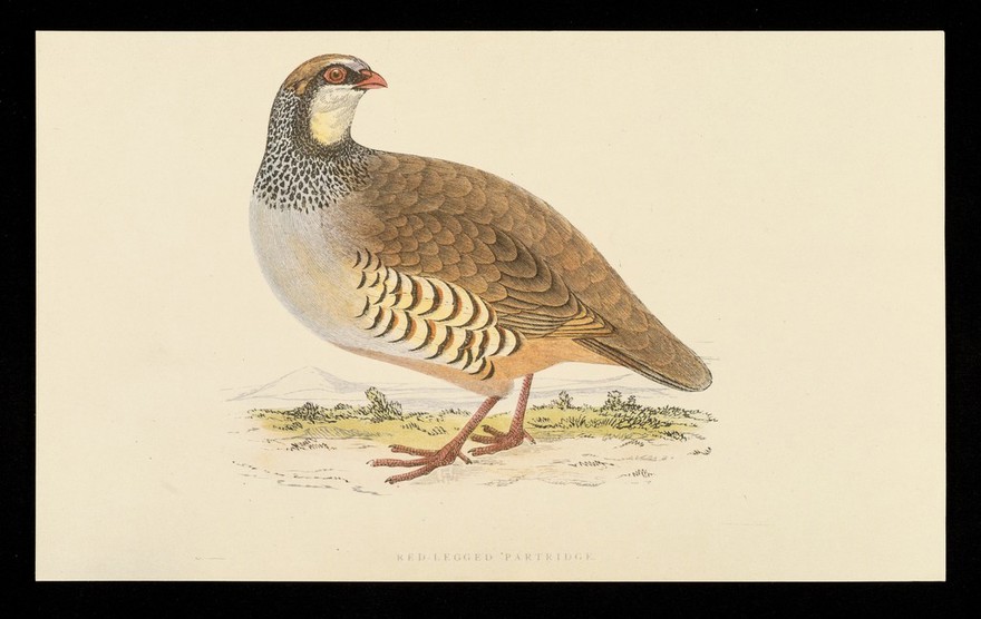 Ventolin inhaler and rotacaps : red-legged partridge.
