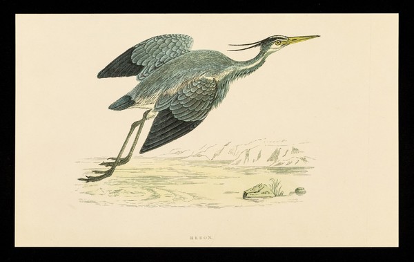 Ventolin inhaler and rotacaps : heron.