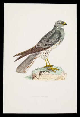 Capriton tablets a rational approach to cold control : montagu's harrier.