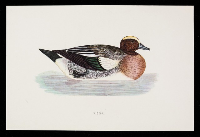 Choledyl reduces invalidism in chronic bronchitis and asthma by relaxing bronchospasm : wigeon.