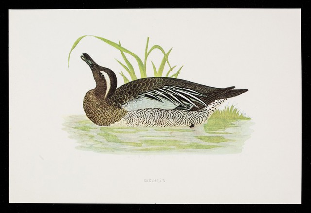 Choledyl reduces invalidism in chronic bronchitis and asthma by relaxing bronchospasm : garganey.