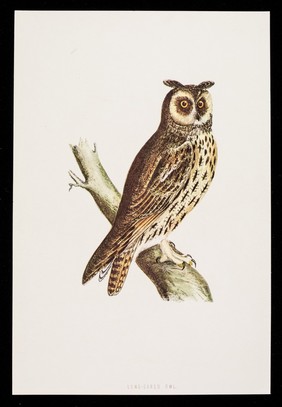 Dequadin paint : long-eared owl.