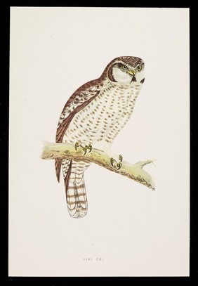 Dequadin lozenges : hawk owl.