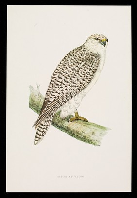 Dequadin lozenges : greenland-falcon.