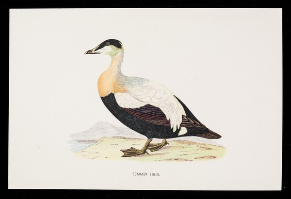 Guanimycin : common eider.