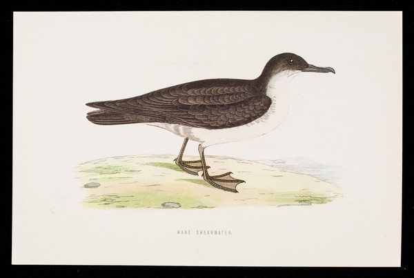 Guanimycin : manx shearwater.