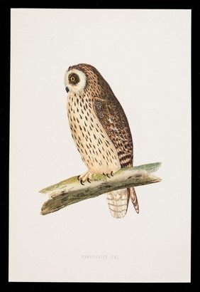 Piriton for the relief and prophylaxis of allergic reactions : short-eared owl.